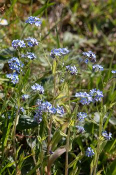 A group of wild Forget-me-not flowers flowering in springtime