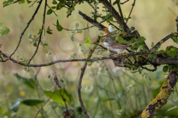 Common Whitethroat (Sylvia communis) perched in a tree with nesting material in its beak