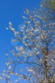 Apple blossom against a blue sky in springtime near Birch Grove in East Sussex