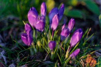 Crocuses Flowering in East Grinstead