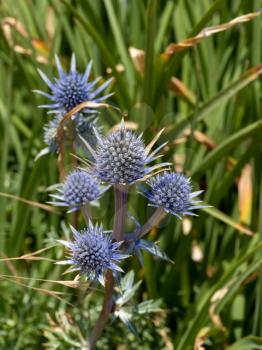 Picos Blue Sea Holly (Eryngium bourgatii ) flowering next to the promenade in Eastbourne