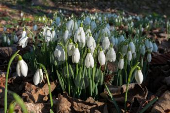 Snowdrops flowering in January in Folkington East Sussex