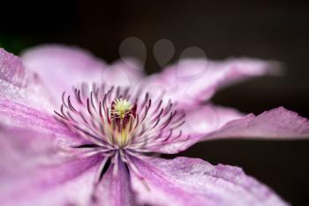 Close up of a Pink Clematis flowering blooming in the summer sunshine