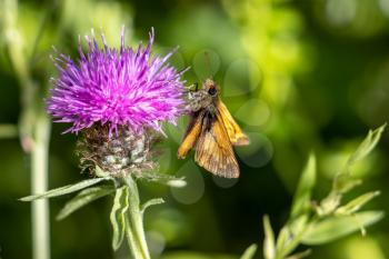 Large Skipper Butterfly (Ochlodes venatus) feeding on a flower in the summer sunshine