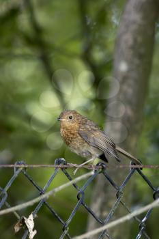 Juvenile Robin perched on a wire fence