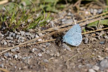 Holly Blue (Celastrina argiolus) resting on the ground near East Grinstead