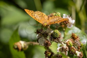 Silver-washed Fritillary (Argynnis paphia) feeding on a Blackberry bush