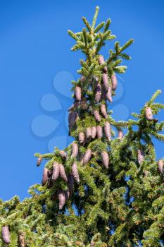 Abundance of pine cones on a Pine tree in the Dolomites