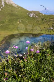 Aster Alpinus flowers growing wild by a small lake in the Dolomites
