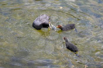 Adult and jevenile Coots on Lake Misurina near Auronzo di Cadore, Veneto, Italy