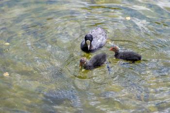 Adult and jevenile Coots on Lake Misurina near Auronzo di Cadore, Veneto, Italy