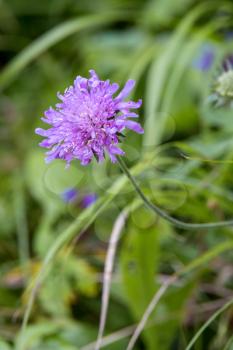 Aster Alpinus flowers growing wild in the Dolomites