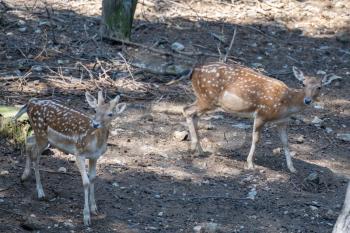 Fallow deer (Dama dama) wandering through woodland in italy