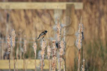 Common Stonechat (Saxicola rubicola) perched on a bulrush seed head