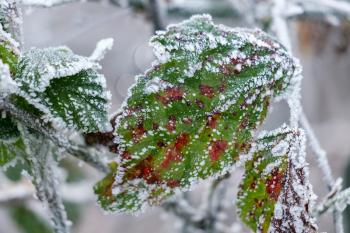 Close up of some Blackberry leaves covered with hoar frost