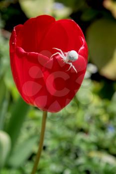White Crab spider (misumena vatiaon) on red tulips in an english garden