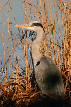 Grey Heron (ardea cinerea) enjoying the winter sunshine