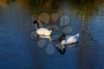 A pair of Black_necked Swans (cygnus melancoryphus) on an icy lake