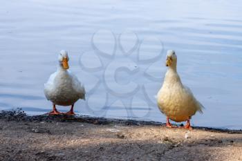 White ducks by the edge of  Hedgecourt Lake near East Grinstead