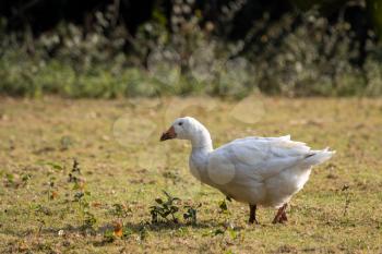 Domesticated white Goose wandering across the pasture