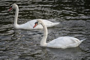 Mute Swans on Tilgate Park Lake in Crawley