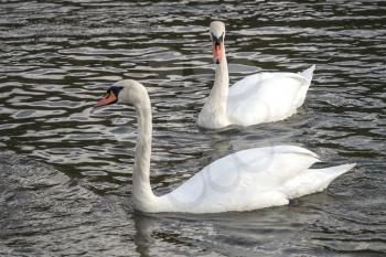 Mute Swans on Tilgate Park Lake in Crawley
