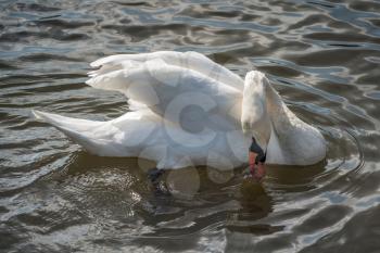 Mute Swan on Tilgate Park Lake in Crawley