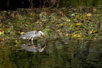 Grey Heron wading through a lake looking for fish by the lily pads