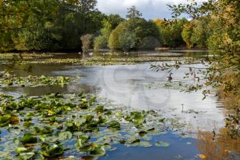 Canada Geese (Branta canadensis) swimming in the sunshine at a lake in Sussex