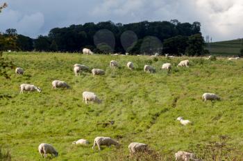 Flock of sheep on a hillside near Alnwick Norhumberland