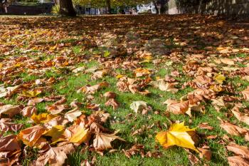 London Plane tree (platanus × hispanica) leaves fallen to the ground in East Grinstead