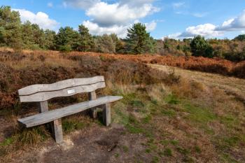 Bench in Ashdown Forest