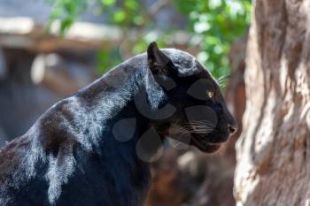 Black Jaguar