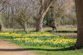 Daffodils in bloom along the Isis river