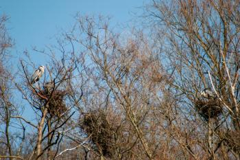 Grey Herons (ardea cinerea) by their nests in the spring sunshine