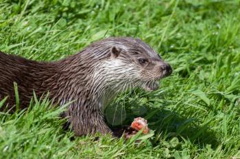 Eurasian Otter (Lutra lutra) in natural habitat