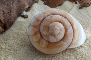 Giant Brown Snail shell