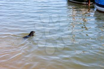 Black dog swimming in river at Wells Norfolk