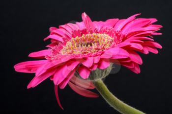 Pink Gerbera (Asteraceae)