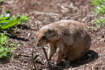 Prairie Dog (Cynomys)