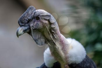 Andean Condor (Vultur gryphus)