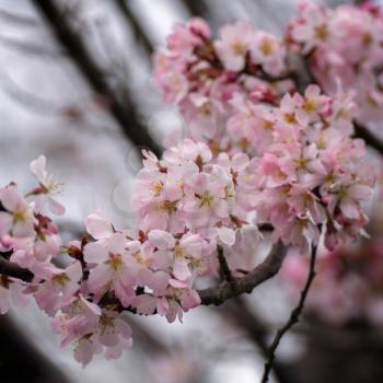 Japanese Cherry tree flowering profusely in East Grinstead