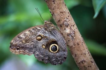 Owl Butterfly (caligo memnon).jpg
