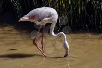 Greater Flamingo (Phoenicopterus roseus)