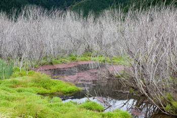Red Algae and dead trees Para Wetlands