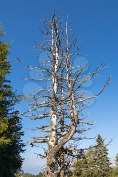Dead tree near Sciliar mountain in the Dolomites