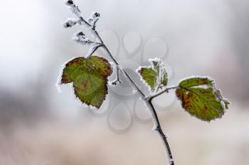Close up of some Blackberry leaves covered with hoar frost