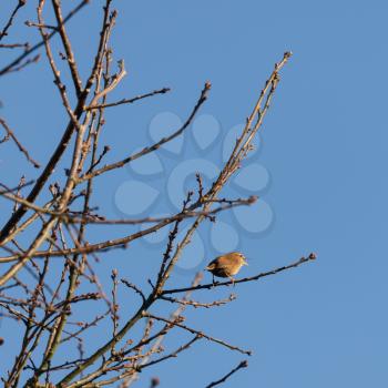 Tiny Wren (Troglodytes troglodytes) perched in a tree in wintertime