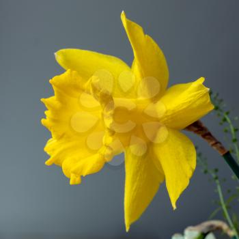 Vibrant yellow Daffodil in a vase