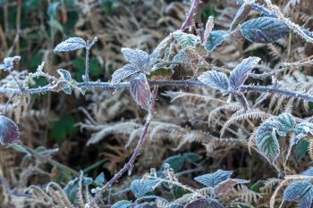 Frosty briar at Chailey Nature reserve in East Sussex
